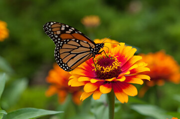 Fototapeta na wymiar zinnia blossom and monarch butterfly 