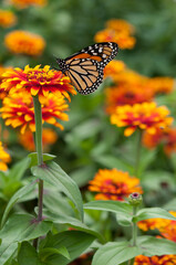 monarch butterf in profile on a zinnia blossom