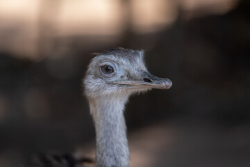 The common rhea or pampas choique (Rhea americana) is a species of bird of the Rheidae family. It is found exclusively in South America. it is also called "ostrich"