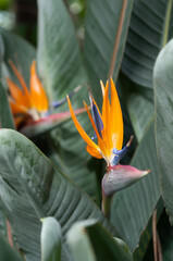 bird of paradise flowers 