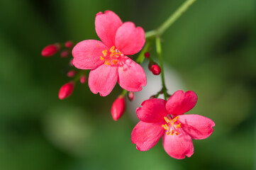 close up of pink flowers on a green background