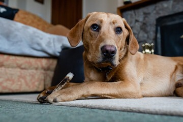 A Labrador puppy laying on the floor chewing a deer antler which helps with teeth and gum health as...