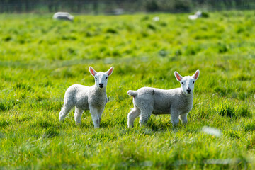 Obraz premium New born spring lambs enjoying the spring sunshine in the Suffolk countryside