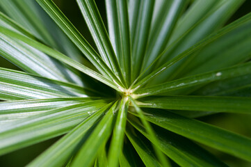 Fototapeta premium leaf background (papyrus?)