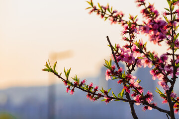 이른 아침 햇살을 받은 벚꽃
