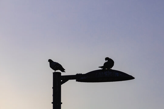Silhouette of two pigeons on a street lamp at sunset