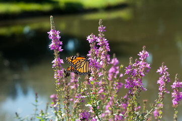 butterfly on a flower
