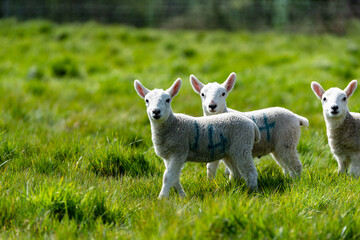 New born spring lambs enjoying the spring sunshine in the Suffolk countryside