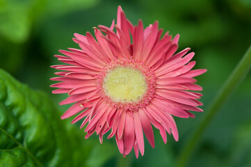 Obraz premium pink gerbera daisy just recently open (on a green bokeh background)