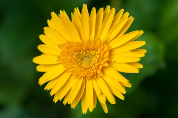 yellow gerbera close up