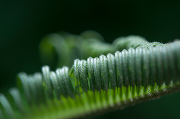 Cycas revoluta or sago palm close up