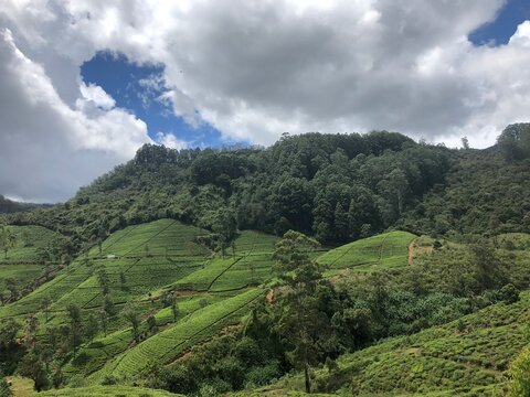 Sri Lanka Nuwara Eliya