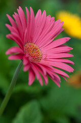Obraz premium pink gerbera daisy isolated on a green background (with some yellow)