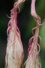 Epiphyllum hybrid or orchid cactus blossoms