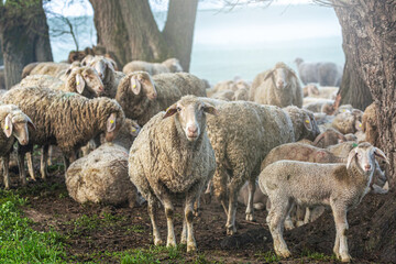 A flock of sheep at preservation of the countryside at a misty morning landscape