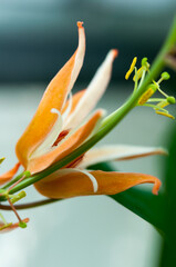 botanical flower with orange and white petals and long pistil and stamen (lily?)
