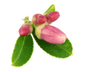Lemon branch, flower, buds, leaves Isolated on a white background.