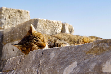 エフェソス遺跡の野良猫