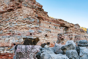 エフェソス遺跡の野良猫