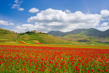 Castelluccio di Norcia highlands, Italy, blooming cultivated fields, tourist famous colourful flowering plain in the Apennines. Agriculture of lentil crops and red poppies.