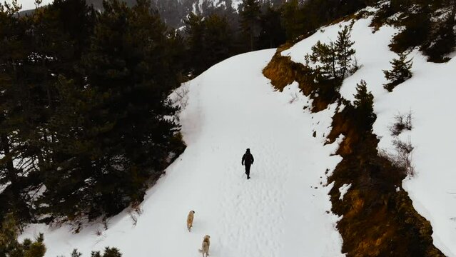 Men and their dogs hiking on a snowy forest road in winter. drone shooting