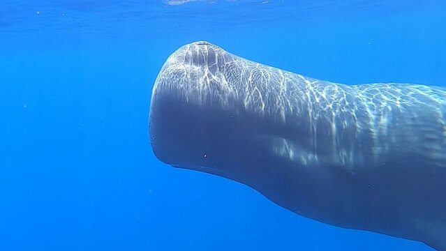 Sperm whales