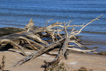 dead tree on the beach