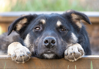 The face of a sad, abandoned dog. The dog stands with its head between its paws.