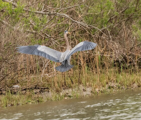 great blue heron