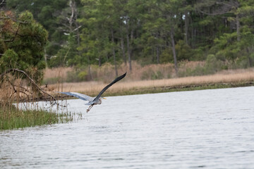 heron in flight