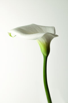 Calla recisa. Still life del fiore isolato su fondo bianco.