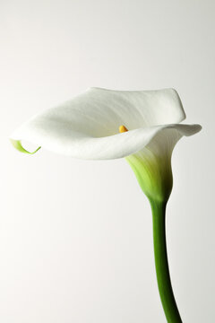 Calla recisa. Still life del fiore isolato su fondo bianco.