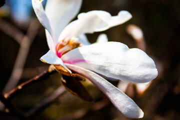 Macro of white flower with pink