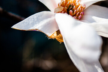 Macro of white flower with pink