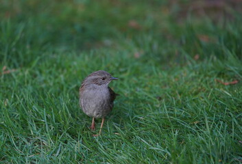 dunnock,heckenbraunelle