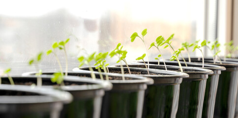 seedlings of a young crop. the concept of growing crops