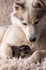 Husky dog with cute kitty lying together