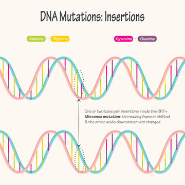 Good Inserctions Vs. Bad รูปภาพInsertion – เลือกดูภาพถ่ายสต็อก เวกเตอร์ และวิดีโอ15,904 | Adobe ...