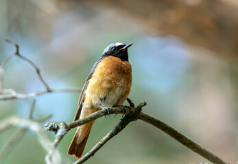male redstart