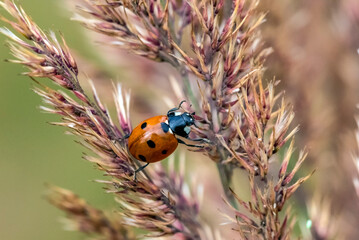 Ladybug climbs on the grass