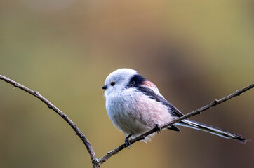 Little white bird