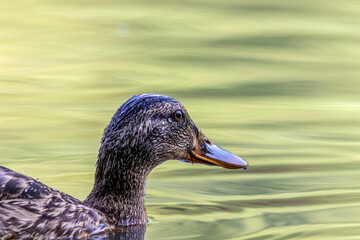 duck closeup