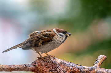 Sparrow on a thick branch