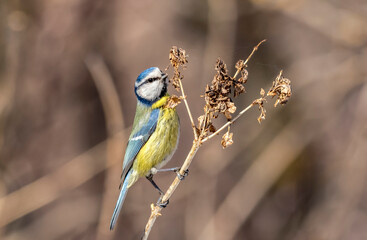 Blue tit