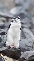 Chinstrap penguin (Pygoscelis antarcticus) molting on Half Moon Island in Antarctica