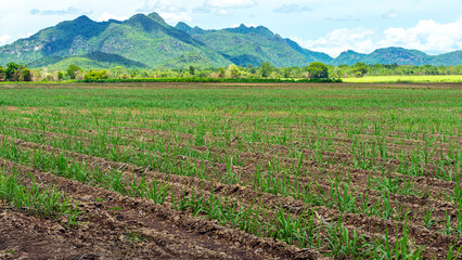 Scenery view of sugarcane saplings in planting fields near mountain in countryside of Thailand....