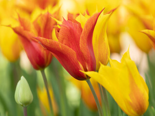 Tulipes