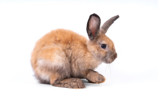 Adorable baby easter orange rabbit isolated on white background. Lovely action of young bunny rabbit. Cute pet 2 months. Looking at camera and sniffing