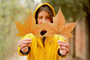 Selective focus of front close-up of unrecognizable woman holding maple tree leaves. Horizontal cropped view of woman with autumn leaf in yellow raincoat outdoors. Nature and people backgrounds.