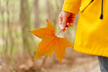 Cropped view of unrecognizable woman hand holding a maple tree leaf. Horizontal close-up view of woman with fallen leaf isolated on brown background. Nature and people backgrounds.